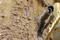 Picoides tridactylus