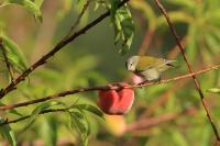 Leiothlypis peregrina