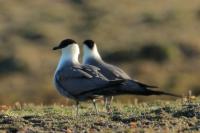 Stercorarius longicaudus