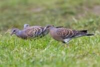 Streptopelia orientalis