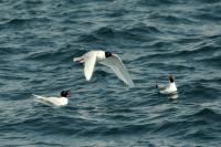 Ichthyaetus melanocephalus