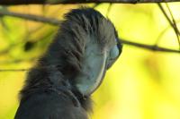 Cochlearius cochlearius