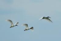 Threskiornis melanocephalus