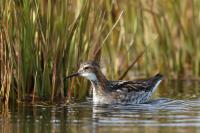 Phalaropus lobatus