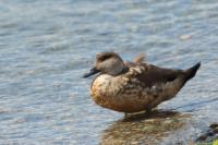 Lophonetta specularioides