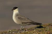 Stercorarius longicaudus