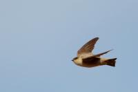 Ptyonoprogne rupestris