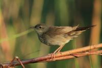 Locustella fluviatilis