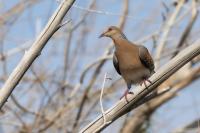 Streptopelia orientalis