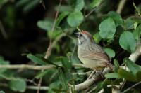 Torreornis inexpectata