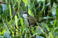 Calyptophilus frugivorus