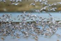 Calidris tenuirostris