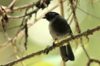 Pselliophorus tibialis