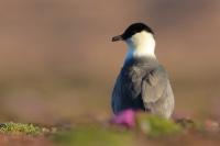 Stercorarius longicaudus