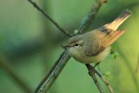 Phylloscopus trochiloides