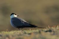 Stercorarius longicaudus