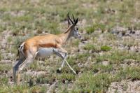 Springbok