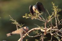 Streptopelia semitorquata