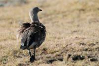 Cyanochen cyanoptera