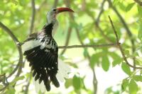 Tockus erythrorhynchus