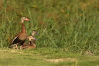 Dendrocygna autumnalis