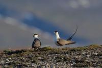 Stercorarius longicaudus