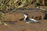 Himantopus mexicanus