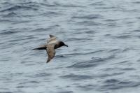 Phoebetria palpebrata