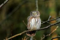 Glaucidium passerinum 