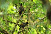 Garrulax erythrocephalus