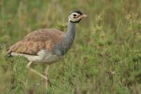 Eupodotis senegalensis