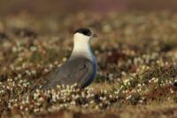 Stercorarius longicaudus