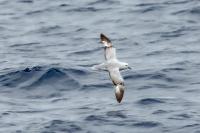 Fulmarus glacialoides