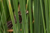 Amblyospiza albifrons