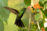 Anthracothorax dominicus