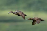 Somateria mollissima