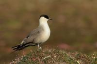 Stercorarius longicaudus