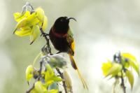 Drepanorhynchus reichenowi