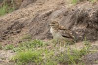 Burhinus vermiculatus