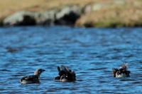 Cyanochen cyanoptera