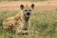 Spotted hyena