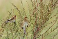 Linaria flavirostris