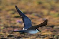 Stercorarius longicaudus