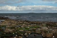 Scotland landscape and fauna