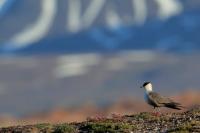 Stercorarius longicaudus