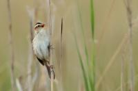 Acrocephalus paludicola