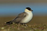 Stercorarius longicaudus