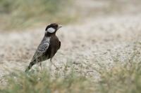 Eremopterix verticalis