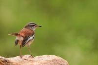 Cercotrichas leucophrys  