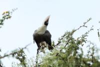 Corythaixoides personatus